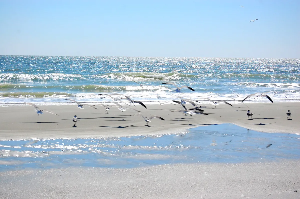 A tranquil stretch of sandy beach at sunrise, with gentle waves lapping the shore and a flock of birds reflected in the wet sand. The peaceful setting highlights the natural beauty and serenity of Myrtle Beach, inviting leisurely walks along the coastline.